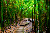 Bamboo Seclusion