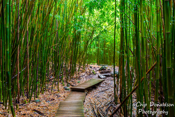Bamboo Seclusion